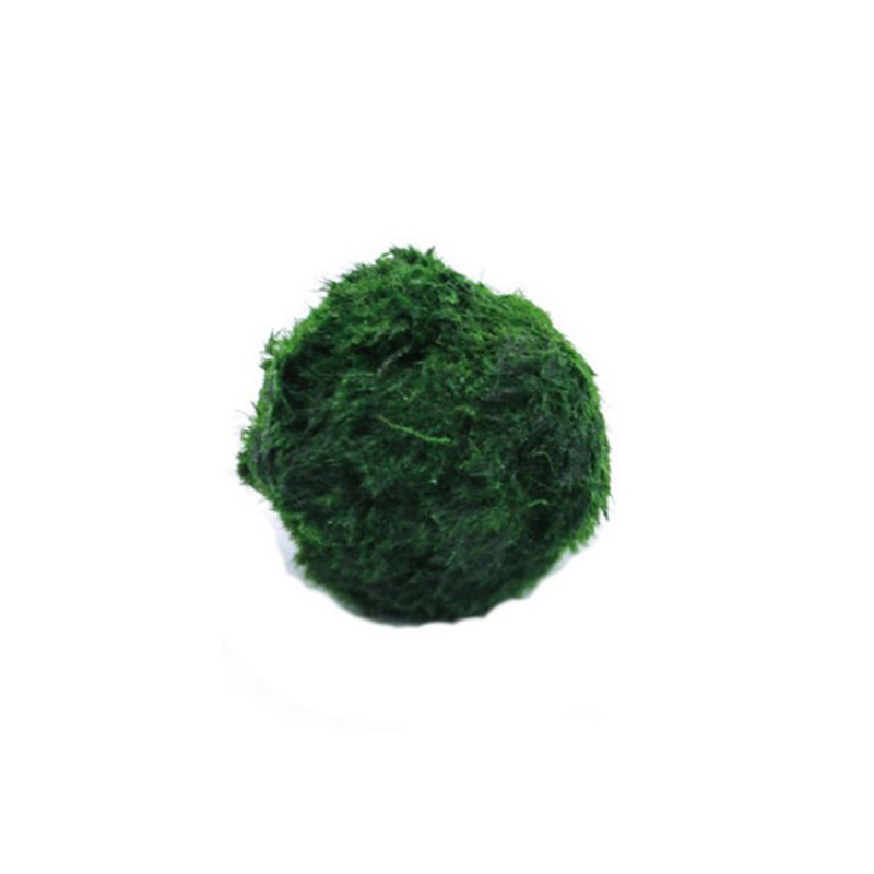 Planted Aquarium Algae - Bolas de musgo Marimo, planta de
