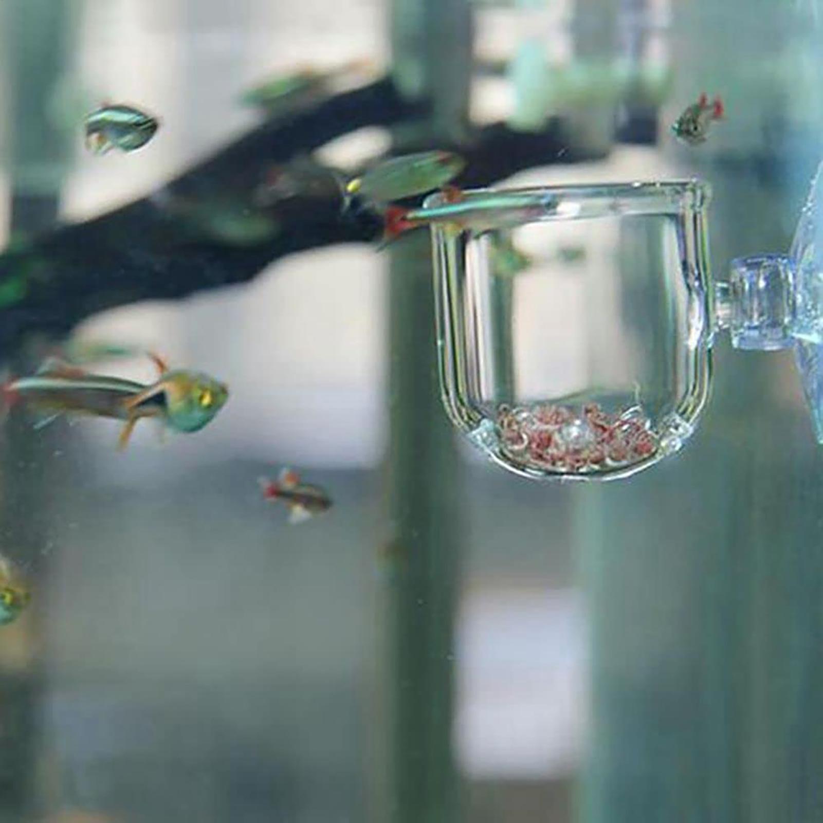 Maceta para plantas de acuario - Aquarium Planted Seeds reseña y precio