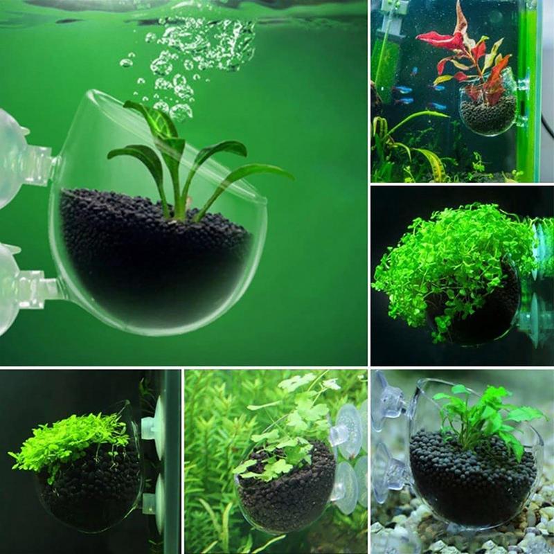 Maceta para plantas de acuario - Aquarium Planted Seeds reseña y precio