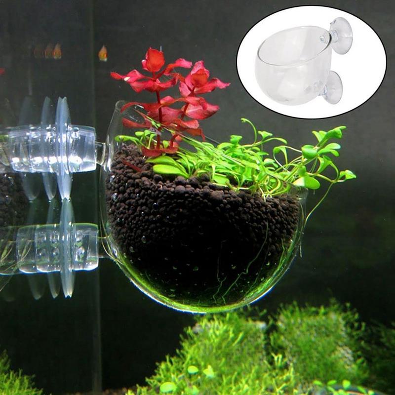 Maceta para plantas de acuario - Aquarium Planted Seeds reseña y precio