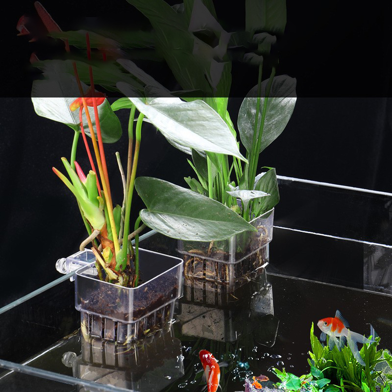 Cesta de plantas hidropónicas  - Aquarium Planted Seeds reseña y precio