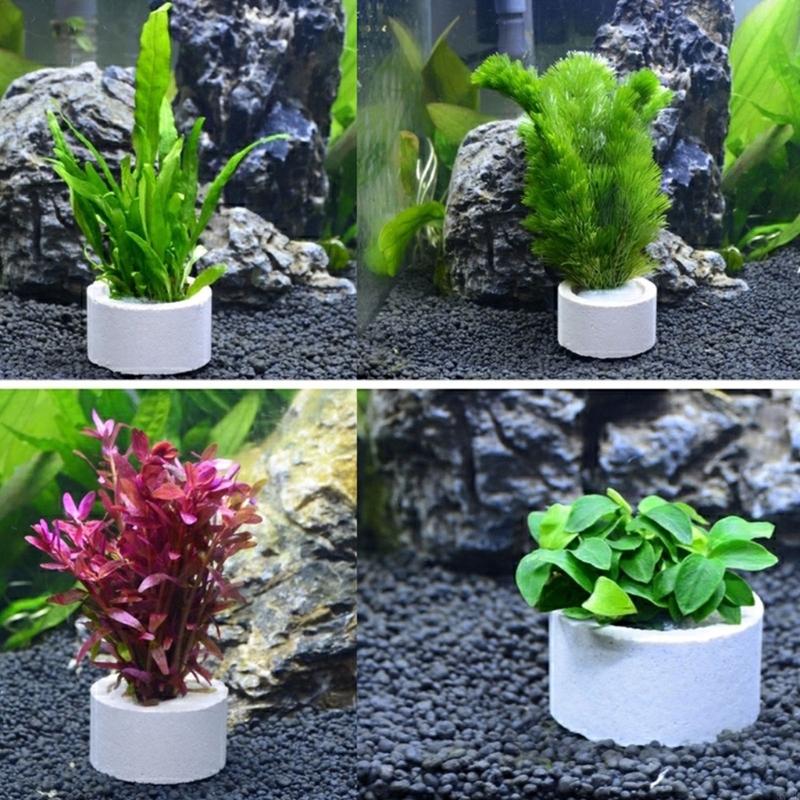 37ME Juego 10 anillos fijos pa - Aquarium Plant Rings reseña y precio