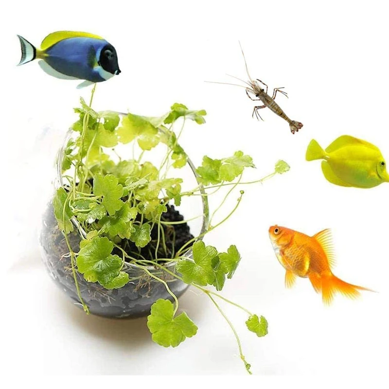 Nuevo Maceta para plantas de a - Aquarium Planted Seeds reseña y precio