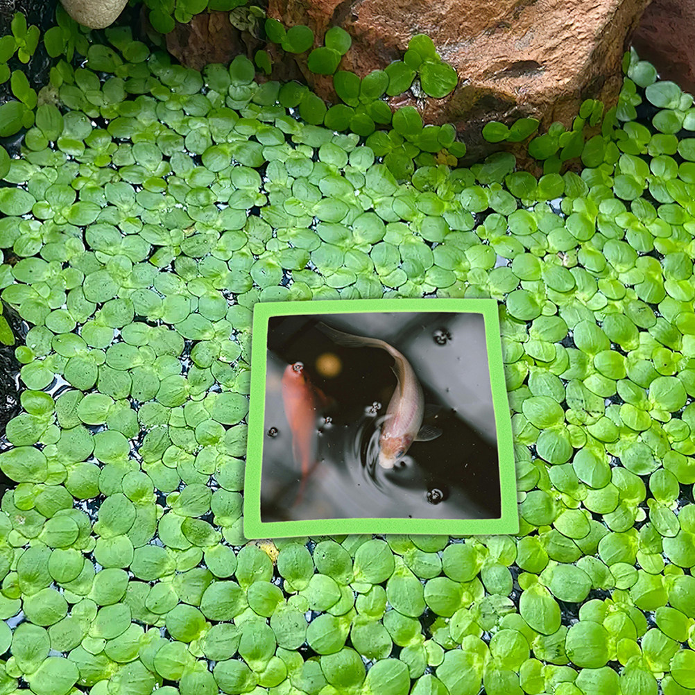 10 Anillos Flotantes para Acua - Aquarium Plant Rings reseña y precio