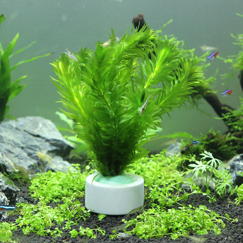 Anillo de cerámica para decora - Aquarium Plant Rings reseña y precio