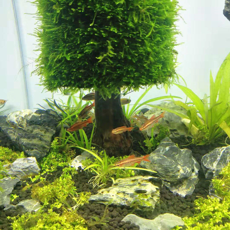 Decoración de plantas acuática - Aquarium Planted Seeds reseña y precio