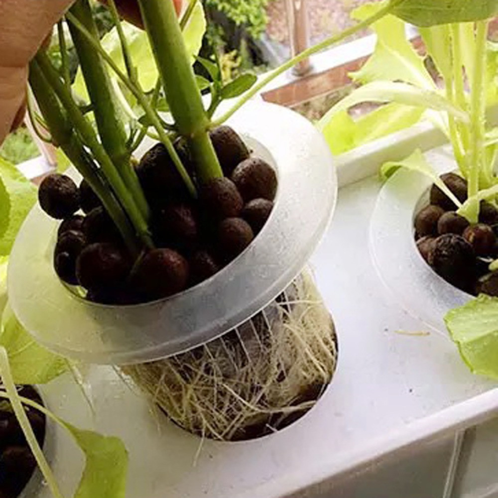 Bandejas de semillas hidropóni - Aquarium Planted Seeds reseña y precio